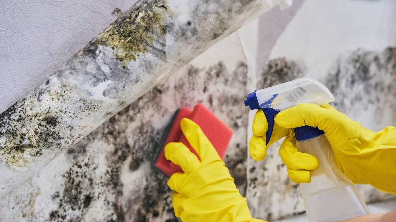 Mold Treatment Service in Boca Raton, FL