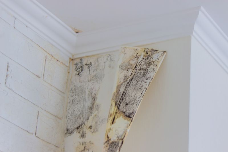 Attic Mold Removal in Bergen County, NJ