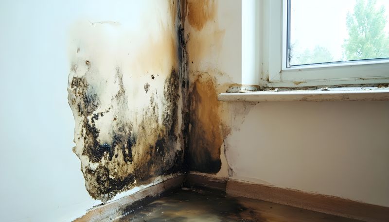 Black Mold Remediation in Dallas, TX