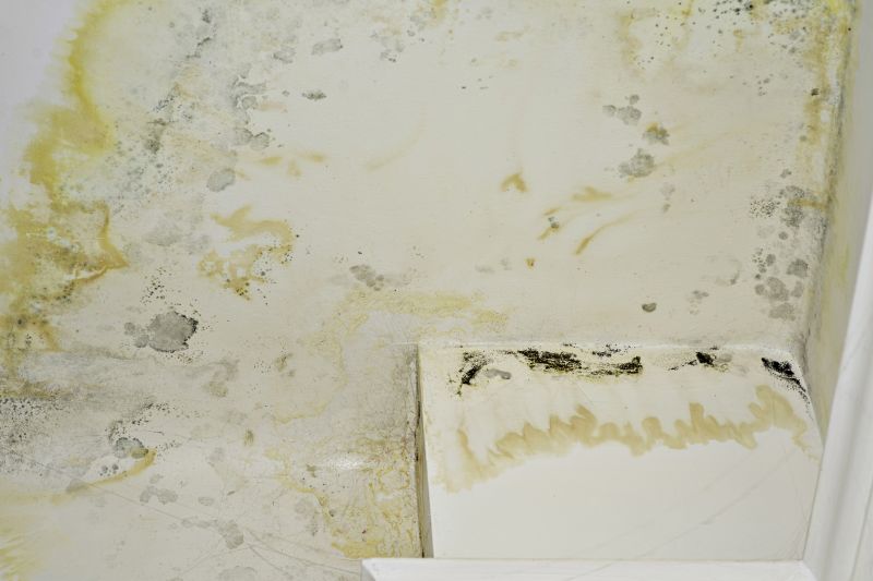 Ceiling Mold Removal in Frisco, TX
